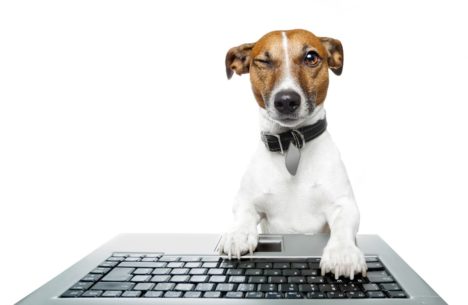 Chien qui navigue sur l'ordinateur