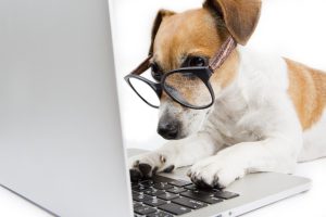 WebContent-OK Chien qui navigue sur internet