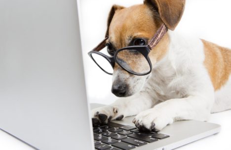 Chien qui navigue sur internet