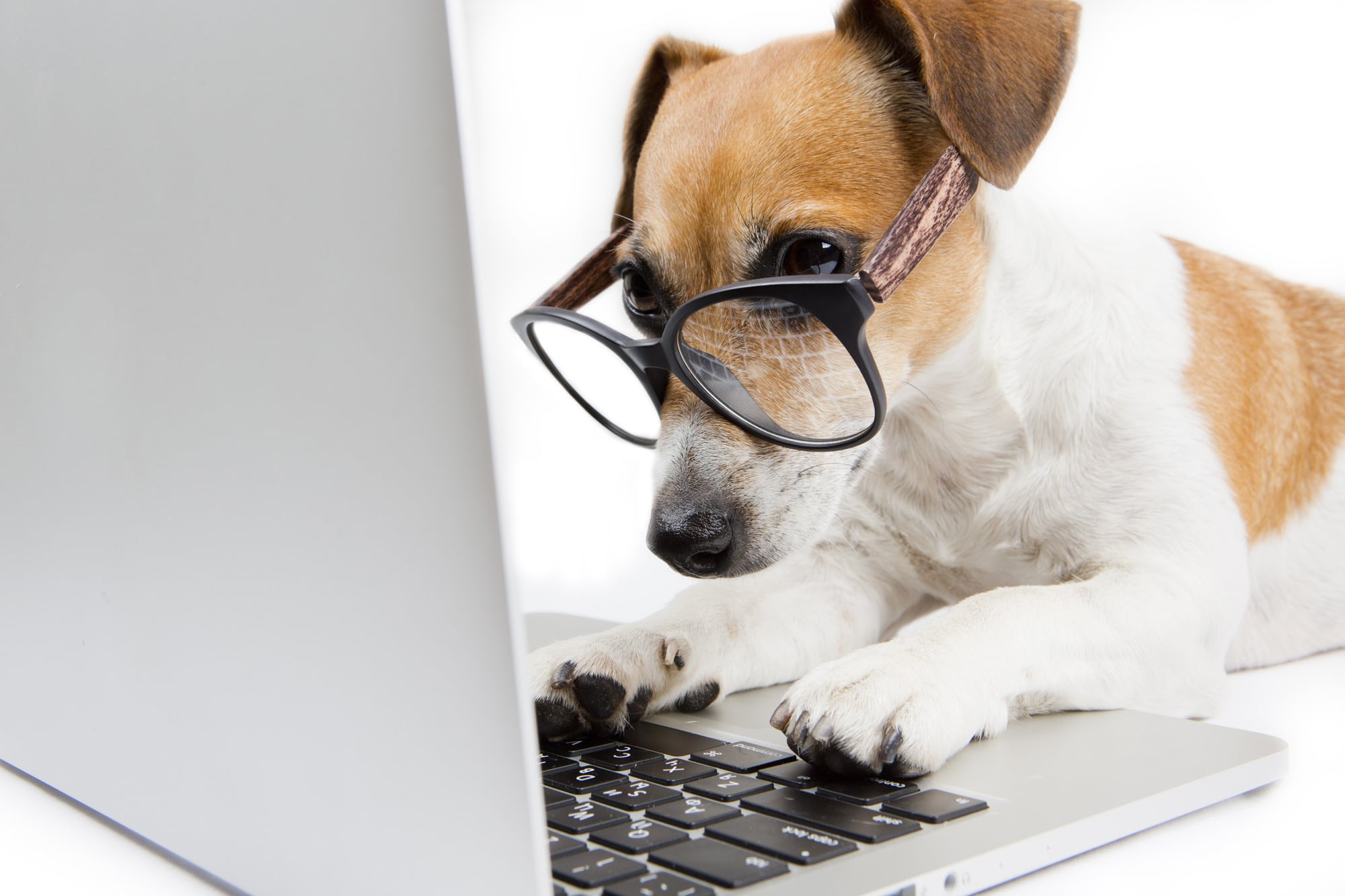 Chien qui navigue sur internet